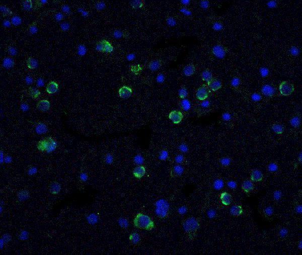 Immunofluorescence of Casp10 in Hela cells with Caspase 10 antibody at 20 μg/mL
