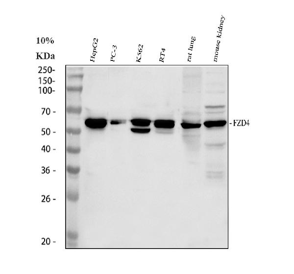 a02191 1 frizzled 4 primary antibodies wb testing 1