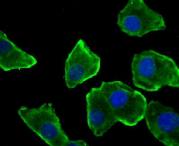 ICC staining Nesprin 1 in A549 cells (green)