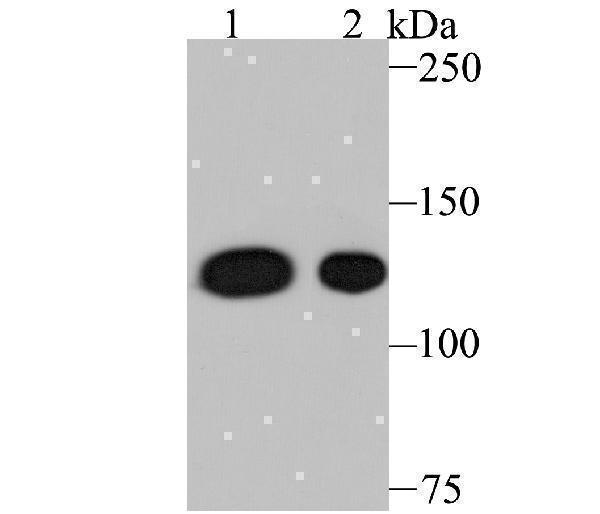 Western blot analysis of Nesprin 1 on different lysates using anti-Nesprin 1 antibody at 1/500 dilution
