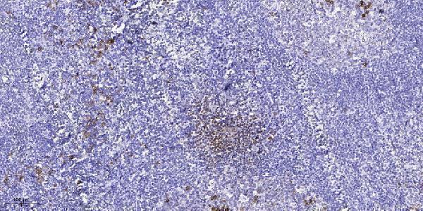Immunohistochemical analysis of paraffin-embedded human tonsil