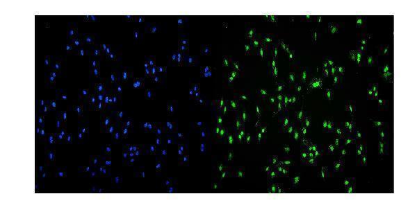a02197 1 tkt primary antibodies if testing 6
