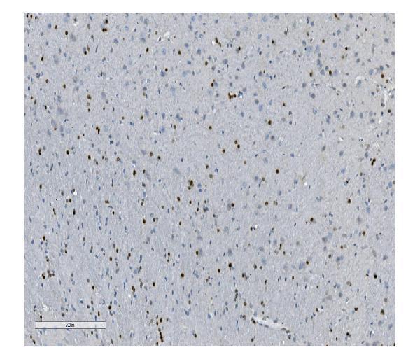 a02197 1 tkt primary antibodies ihc testing 4