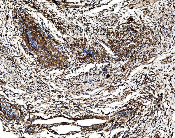 a02199 2 g3bp1 primary antibodies ihc testing 3