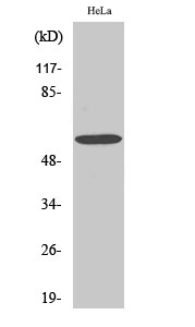 Western Blot analysis of various cells using G3BP1 Polyclonal Antibody