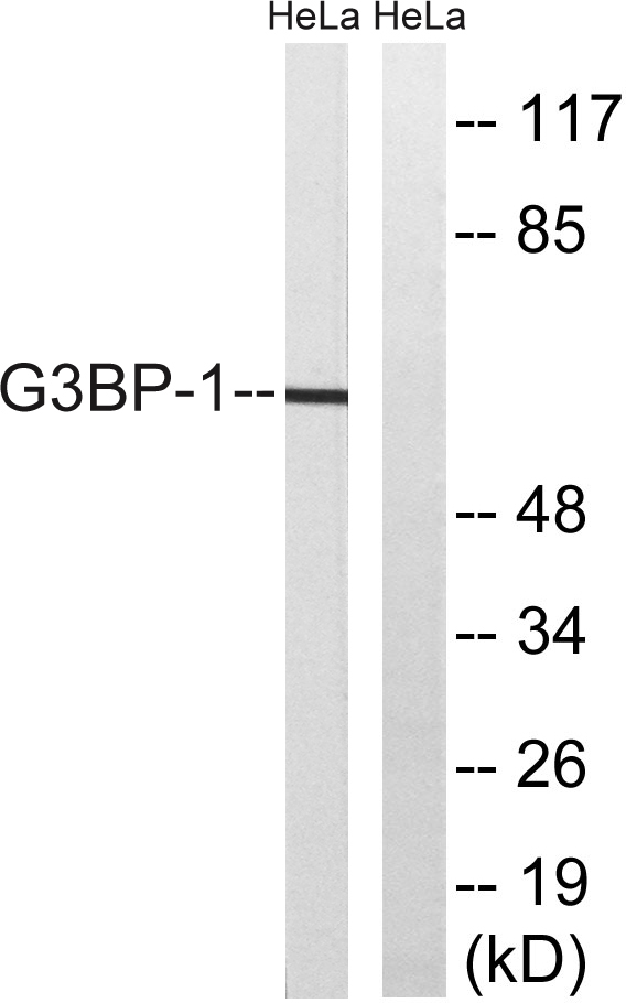 Western blot analysis of lysates from HeLa cells, using G3BP-1 Antibody