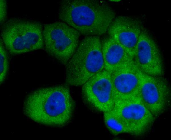 ICC staining SCGB1A1 in A431 cells (green)
