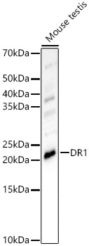 a02204 dr1 primary antiboties wb testing 1