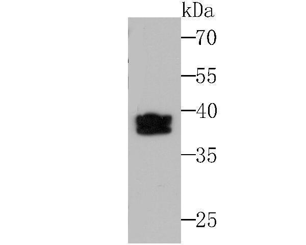 Western blot analysis of SET on K562 cell lysates using anti-SET at 1/500 dilution