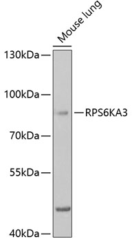 Western blot analysis of extracts of mouse lung, using RPS6KA3 antibody  at 1:1000 dilution