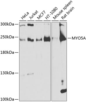 Western blot analysis of extracts of various cell lines, using MYO5A antibody  at 1:1000 dilution