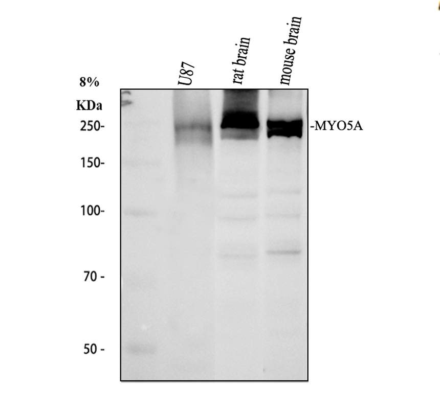 a02216 2 myo5a primary antibodies wb testing 1