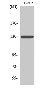 a02219 1 csf2rb primary antibodyes wb testing 1