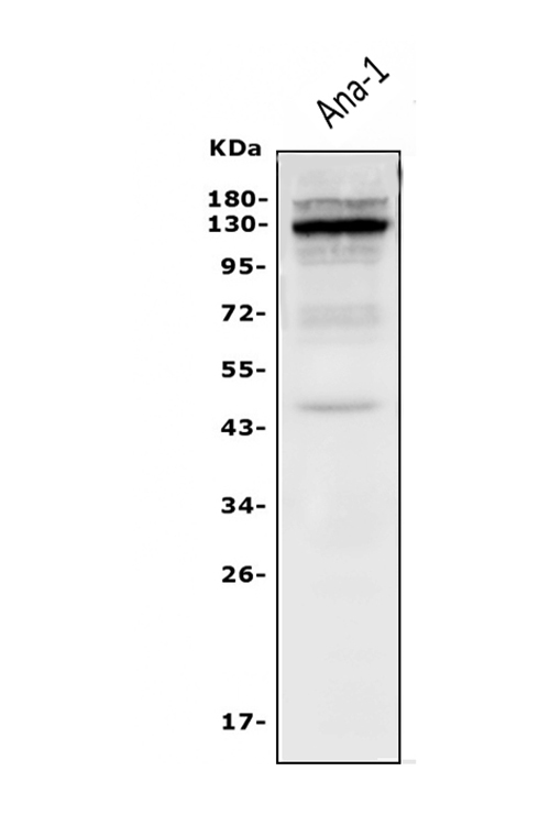 a02219 3 csf2rb primary antibodies wb testing 1