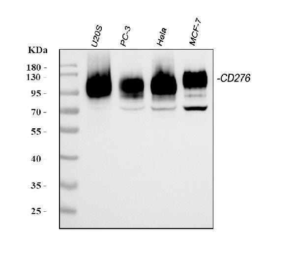 a02220 3 cd276 primary antibodies wb testing 1