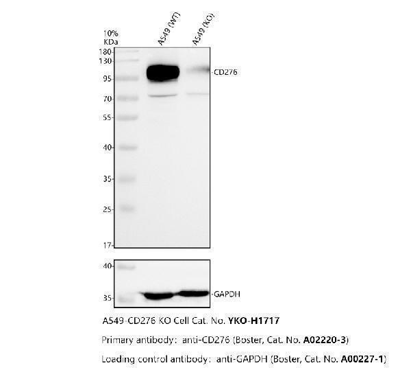 a02220 3 cd276 primary antibodies wb testing 2