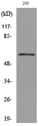 Western blot analysis of lysate from 293 cells, using CD276 Antibody