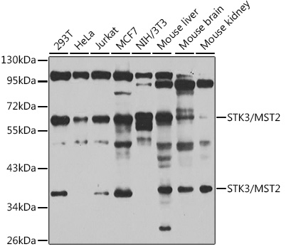 Western blot analysis of extracts of various cell lines, using STK3/MST2 antibody  at 1:1000 dilution