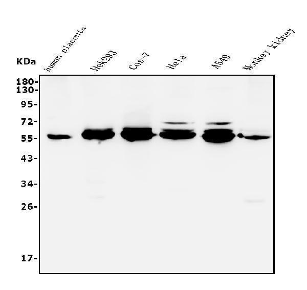a02224 2 stk3 primary antibodies wb testing 1