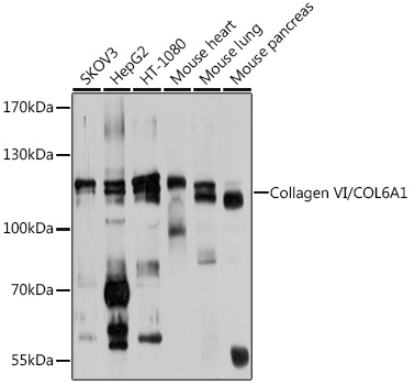 Western blot analysis of extracts of various cell lines, using Collagen VI/Collagen VI/COL6A1 antibody  at 1:1000 dilution