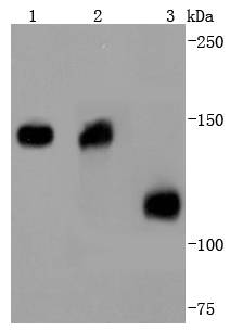 Western blot analysis of Collagen VI on different lysates using anti-Collagen VI antibody at 1/1,000 dilution