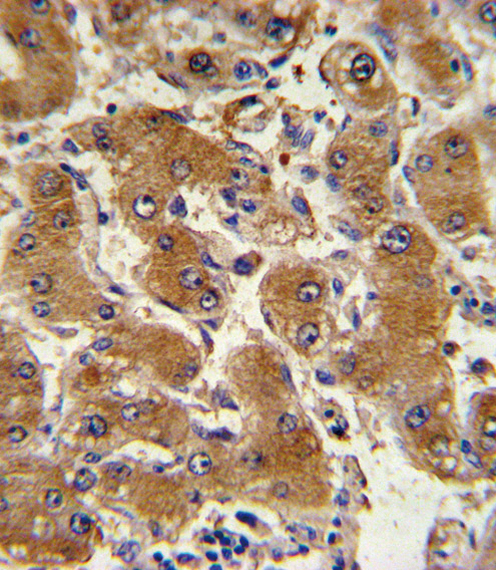 a02226 4 anti col6a1 antibody c term ihc p testing 4