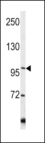 a02226 4 anti col6a1 antibody c term wb testing 2