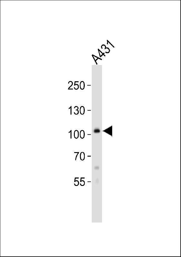 a02226 4 anti col6a1 antibody c term wb testing 3