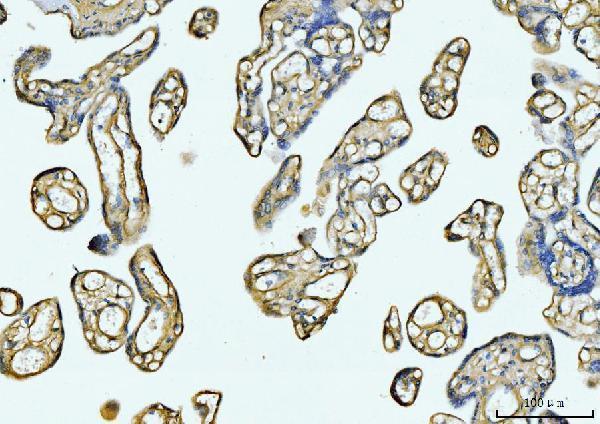 a02226 5 col6a1 primary antibodies ihc testing 7