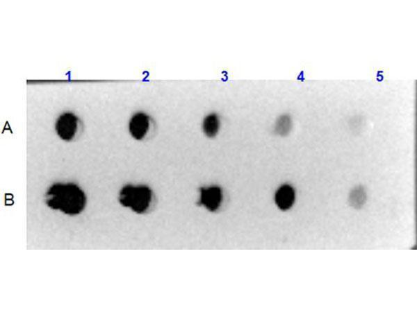 a02226 collagen iv primary antibodies dot blot testing 2_1