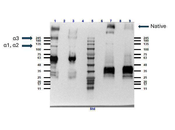 a02226 collagen iv primary antibodies wb testing 3_1