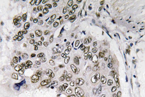 a02227 1 smad6 primary antibodies ihc testing 1