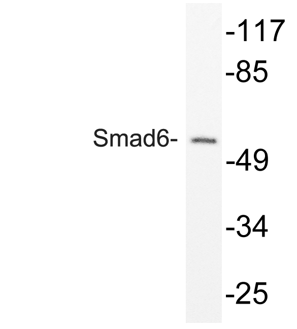 a02227 1 smad6 primary antibodies wb testing 2