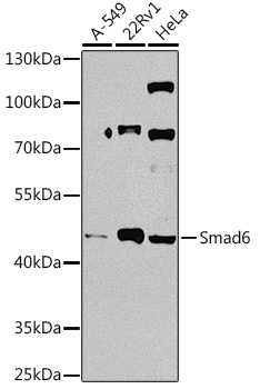 a02227 smad6 primary antiboties wb testing 1