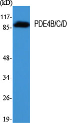 Western blotting validation for Anti-PDE4B/C/D Antibody A02228
Western Blot (WB) analysis of specific cells using PDE4B/C/D polyclonal antibody