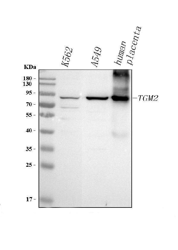  Western blot analysis of TGM2 using anti-TGM2 antibody (A02229)