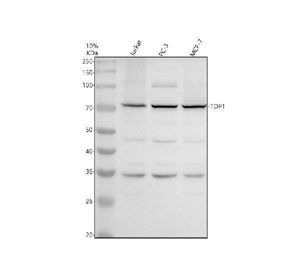 Western blot analysis of TDP1 using anti-TDP1 antibody (A02231-2)
