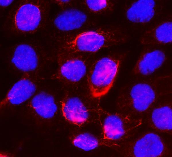 a02234 1 gusb primary antibodies if testing 3