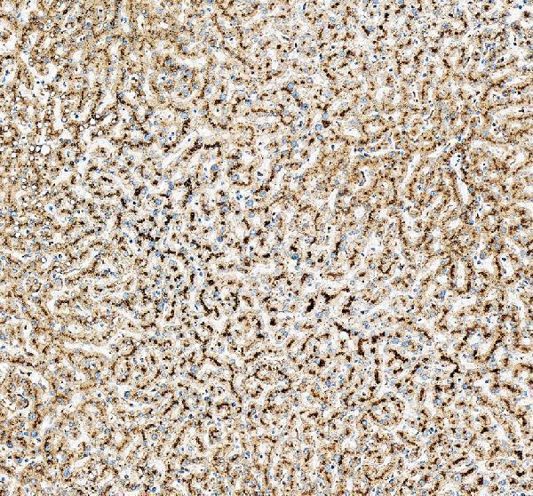 IHC analysis of GUSB using anti-GUSB antibody (A02234-1)