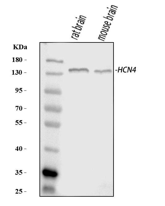 a02235 1 hcn4 primary antibodies wb testing 1