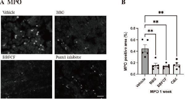 a02236 1 2186 3326 86 0392 g003