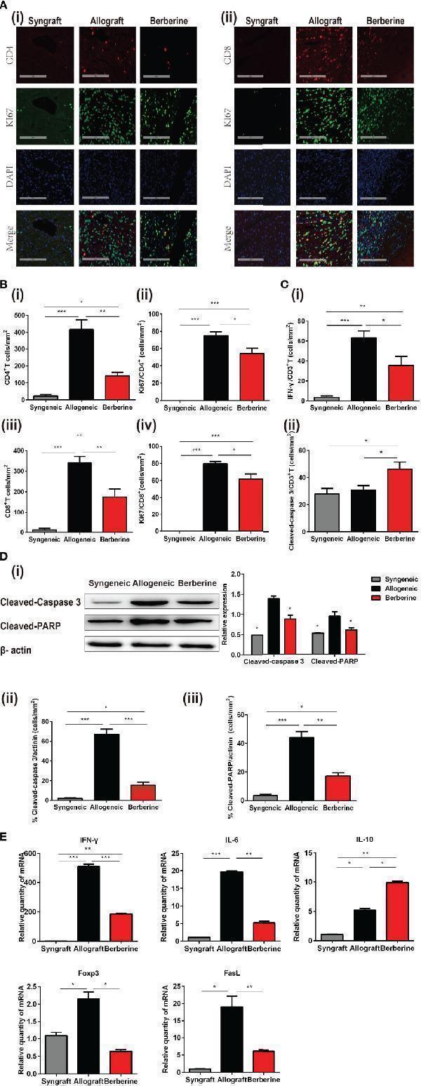 a02236 1 fimmu 12 616074 g004
