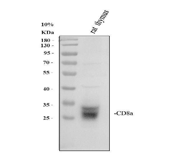 Western blot analysis of CD8A using anti-CD8A antibody (A02236-2)
