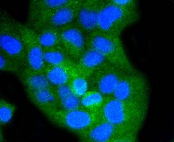 ICC staining CD8 alpha in Hela cells (green)