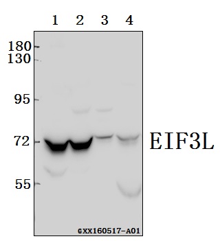 a02238 1 eif3l primary antiboties wb testing 1