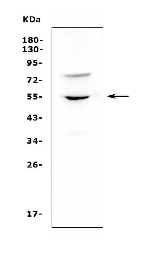 a02239 1 ugt1a6 primary antibodies wb testing 1_1