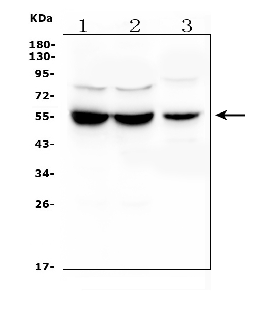 a02239 2 ugt1a6 primary antibodies wb testing 1