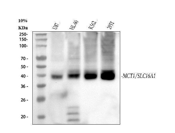 a02240 1 mct1 slc16a1 primary antibodies wb testing 1
