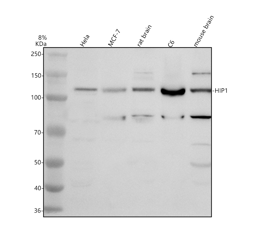 a02242 1 hip1 primary antibodies wb testing 1