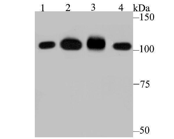 Western blot analysis of SFPQ on different lysates using anti-SFPQ antibody at 1/1,000 dilution